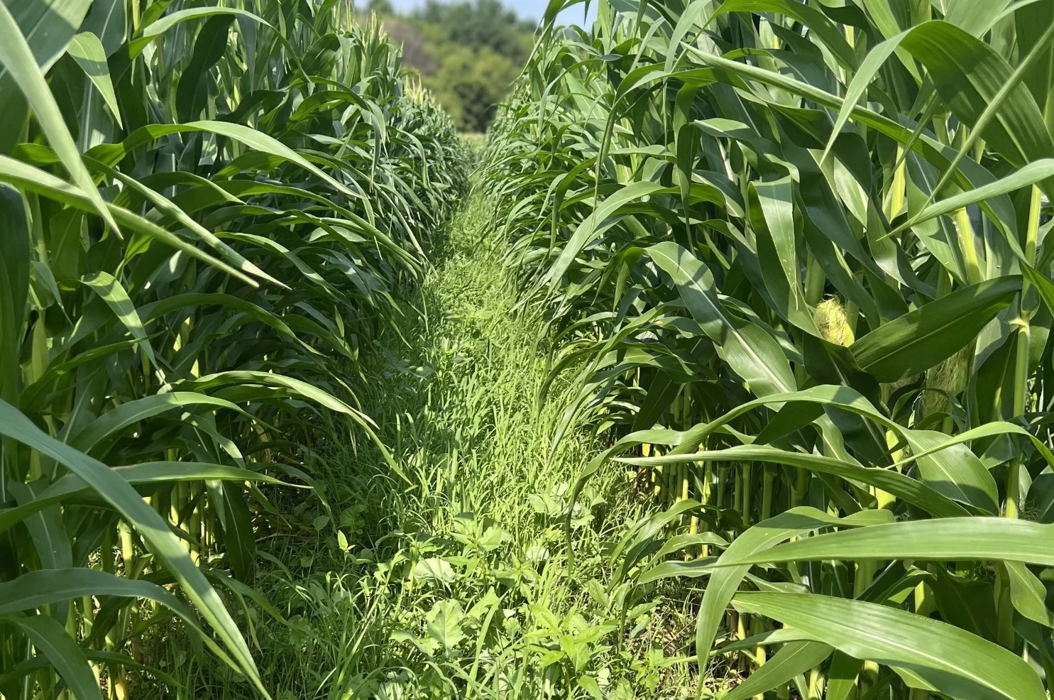 Rethinking Farming for a Healthier Cannon River Watershed