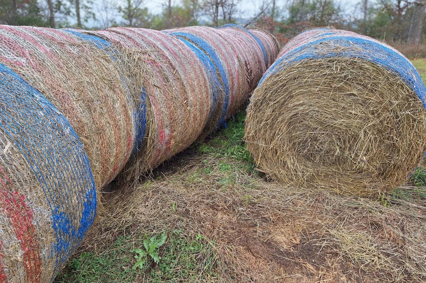 Kernza Story - White Barn Acres.jpg