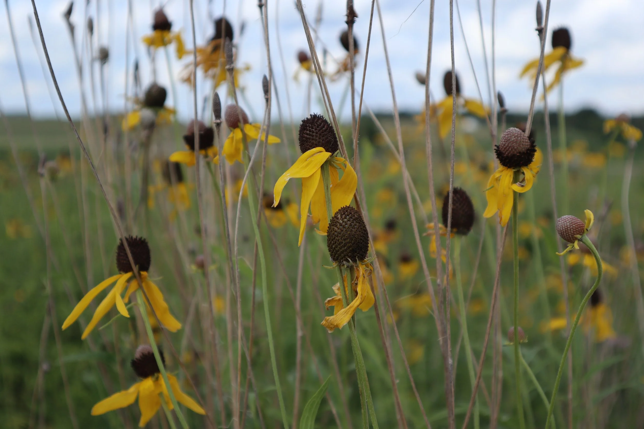 Coneflowers on the property.JPG