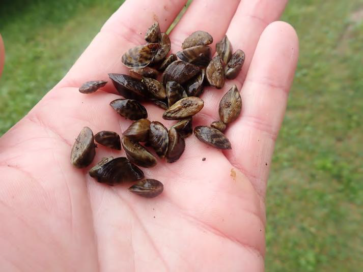 Zebra Mussels from Lake Byllesby.jpg