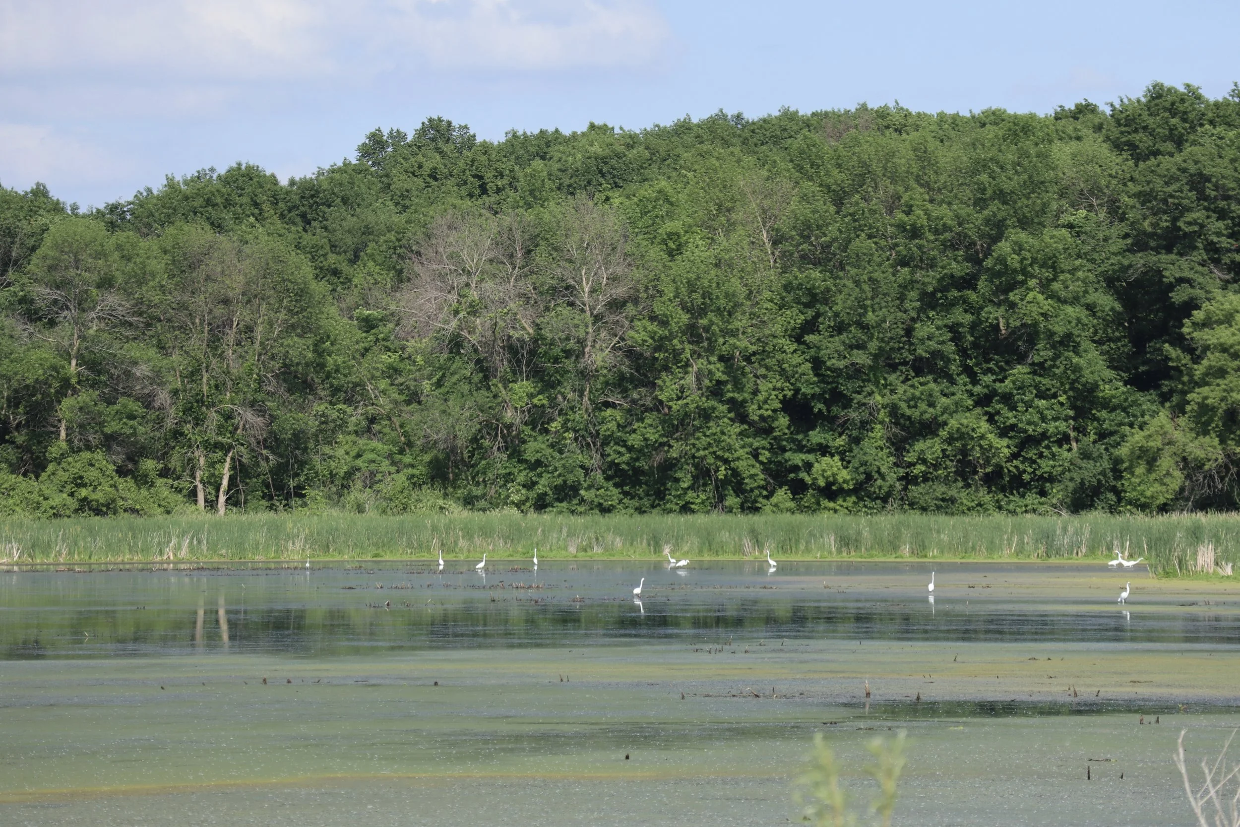 Circle Lake WMA + Addition 8 (1).JPG