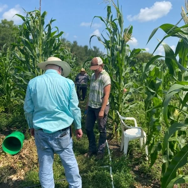 A gathering of people in a cornfield, showcasing a mix of ages and ethnicities, with corn plants towering around them.