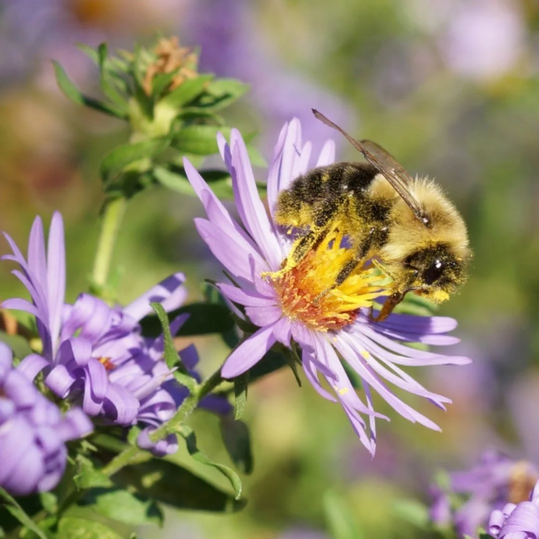 QUEERY Meetup: Bumble Bee Survey &amp; More