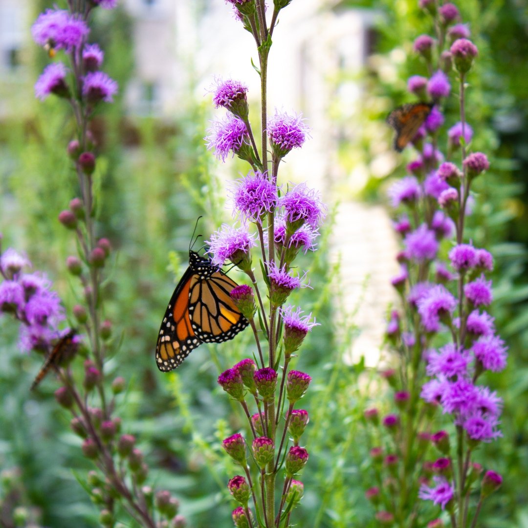 Rain Garden Workshop