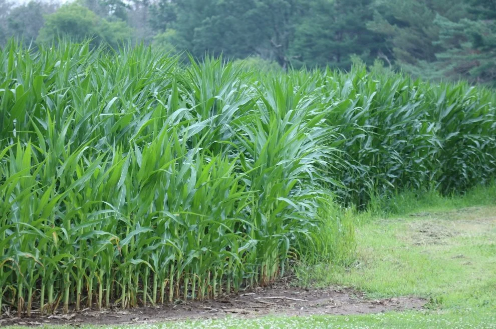 A corn field with green lucious plants and pine trees in the background.
