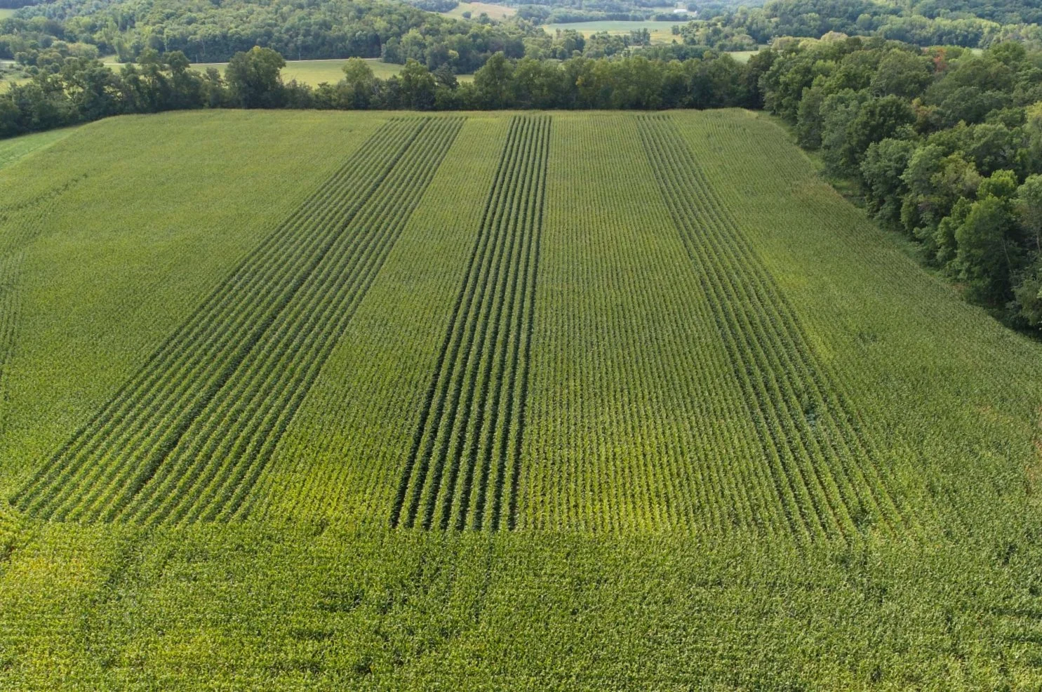 Aerial view of a lush green field with evenly spaced crop rows. Surrounded by dense trees and a distant landscape, evoking a peaceful, rural setting.