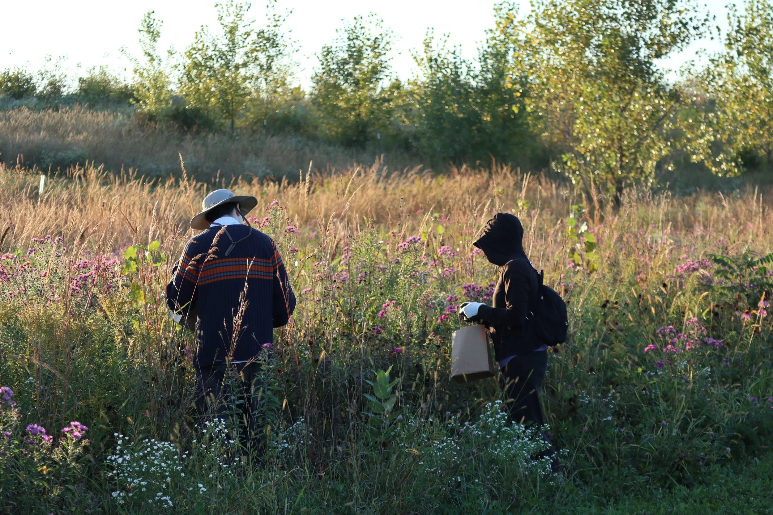 Seed Collection at SOR 19.JPG