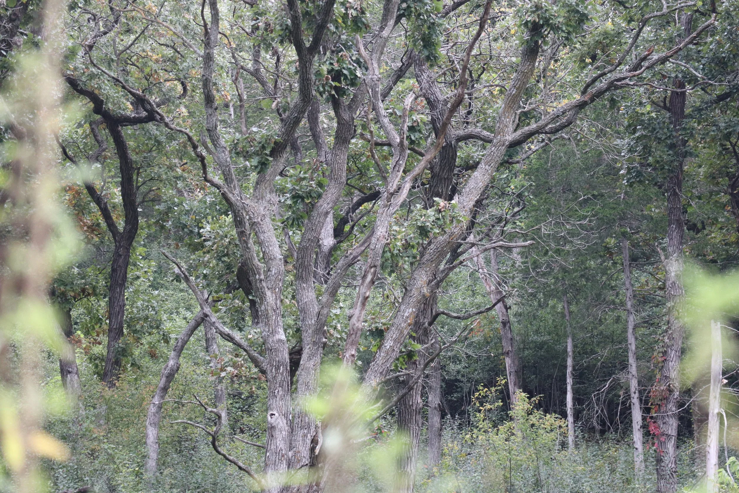 Dense forest scene with tall, intertwining trees and lush green foliage. The atmosphere is serene and natural, capturing the essence of wilderness.