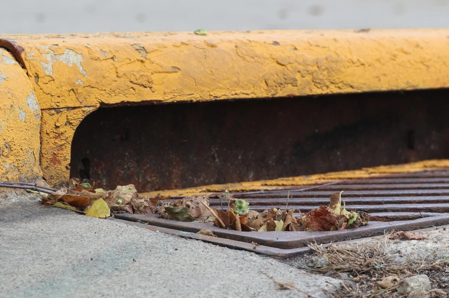 A local storm drain covered with a small amount of dead leaves.