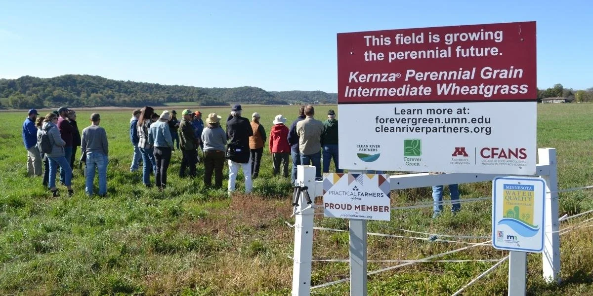A group of people stand in a lush green field under a clear blue sky. A large sign highlights Kernza® Wheatgrass cultivation, emphasizing sustainability.