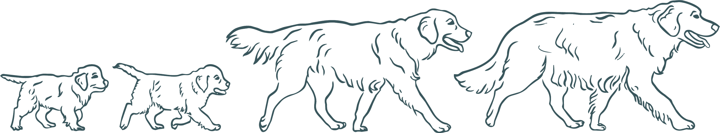 Line drawing of the evolution of dogs from puppies to adult dogs for wedding, elopement, couples and family photographer in Eastern Ontario.