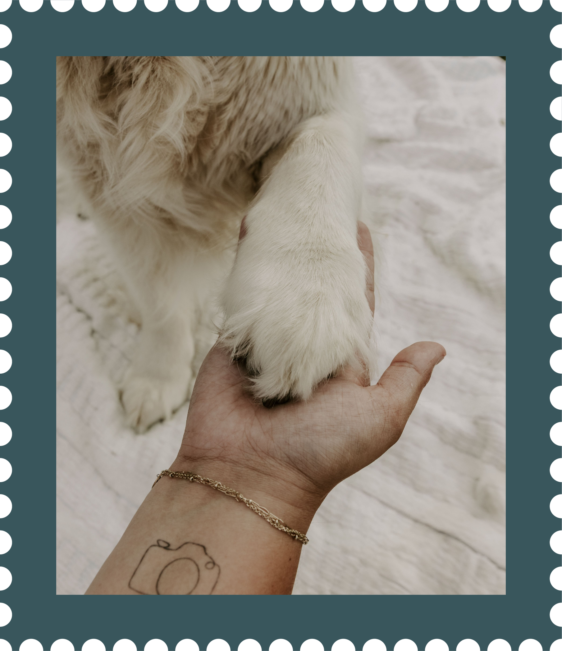 Close-up of a person's hand holding the paw of a large, light-colored dog, against a white textured background for wedding, elopement, couples and family photographer in Eastern Ontario.
