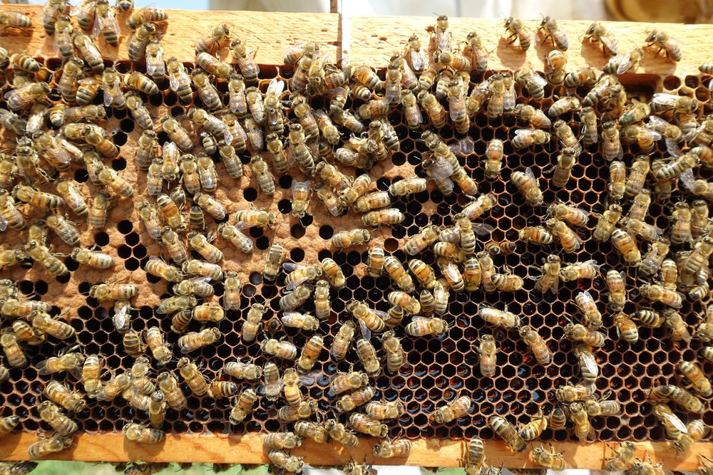 Just+bees.jpeg