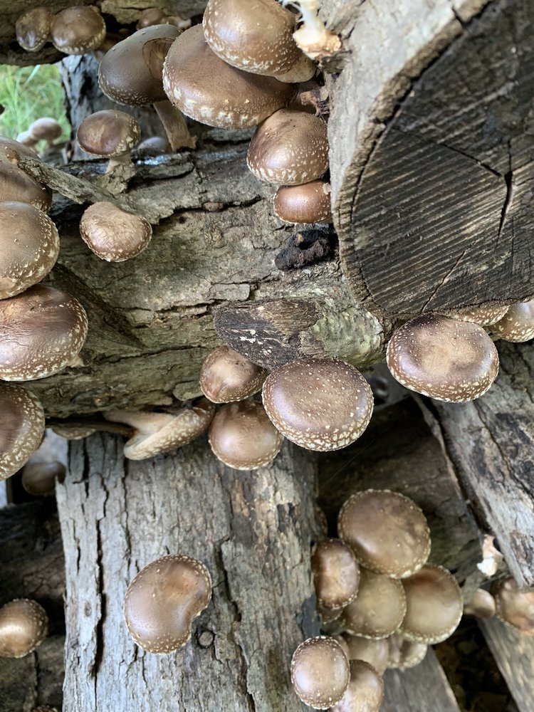 Mushroom+2.jpg