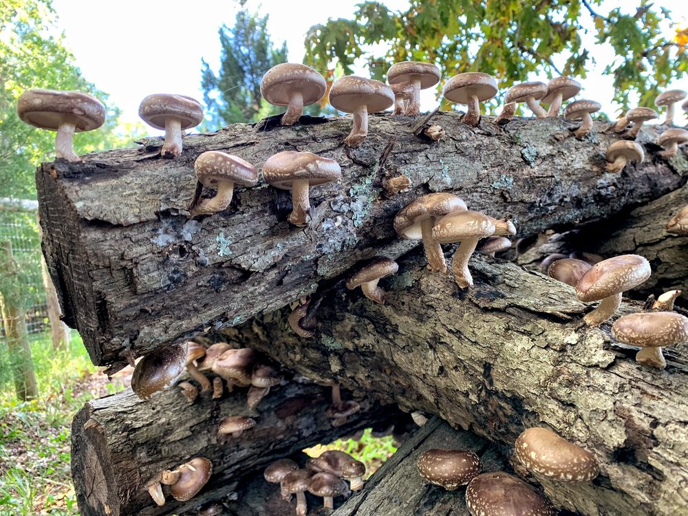 Mushroom+3.jpg