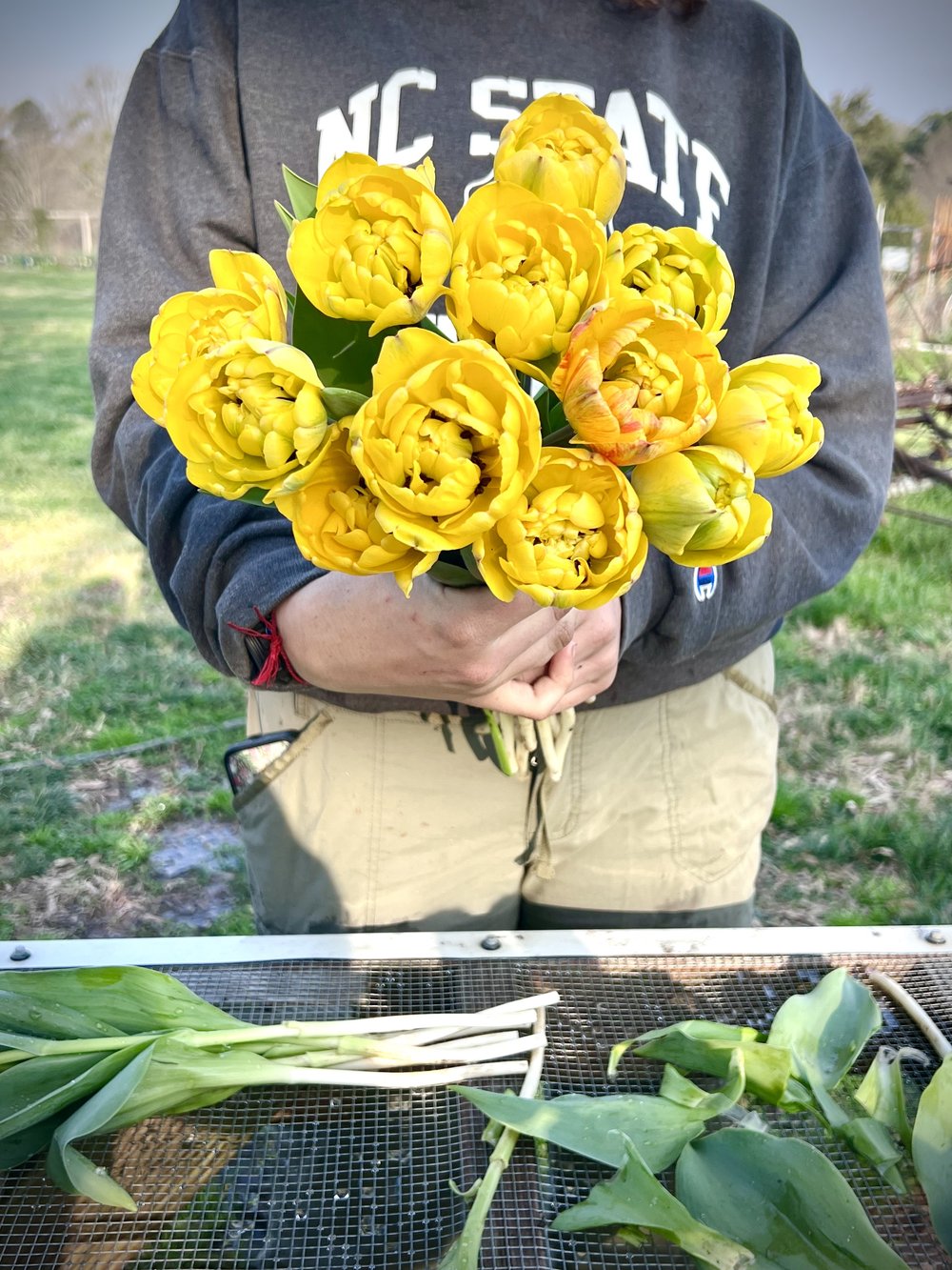 tulip-bouquet-yellow.jpg