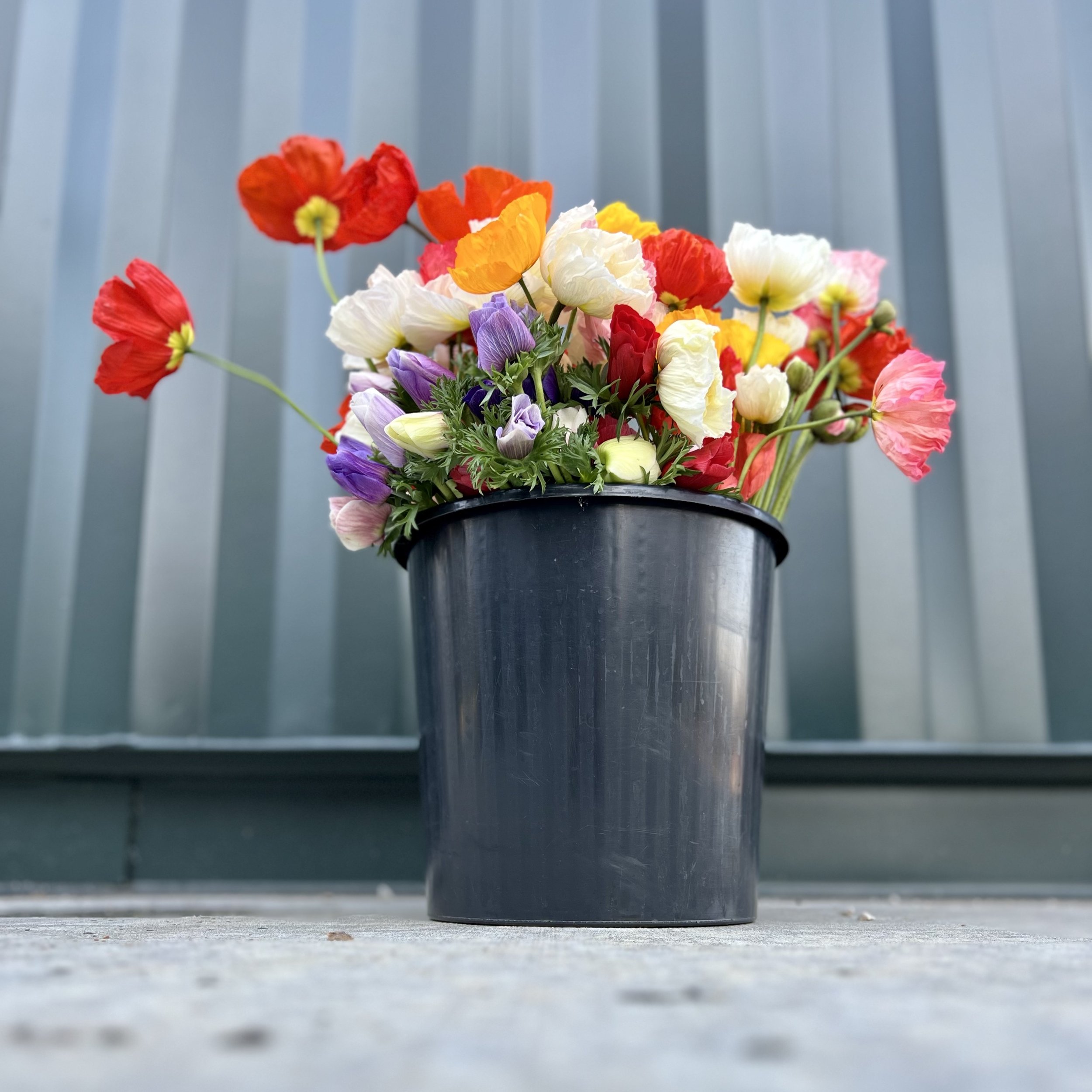 assortedflowers-bucket.jpg