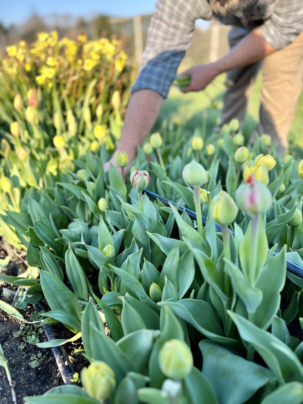 tulip-harvest.jpg
