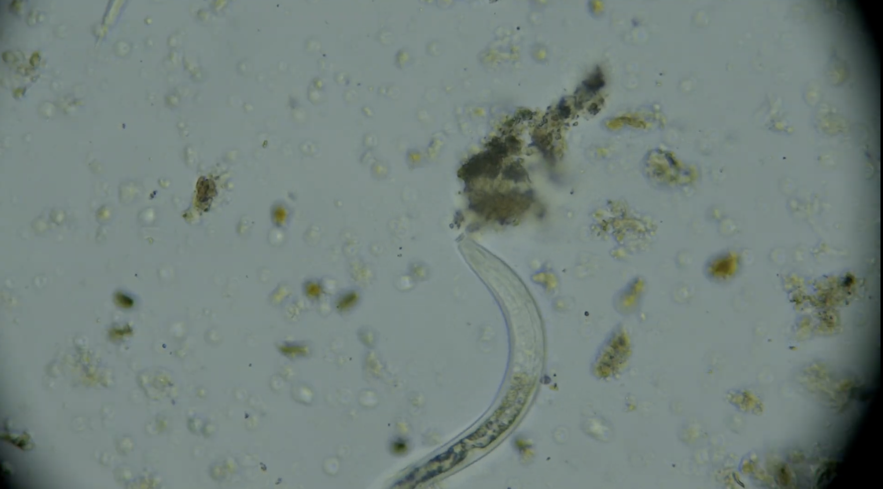 Soil Microbiology Field Day