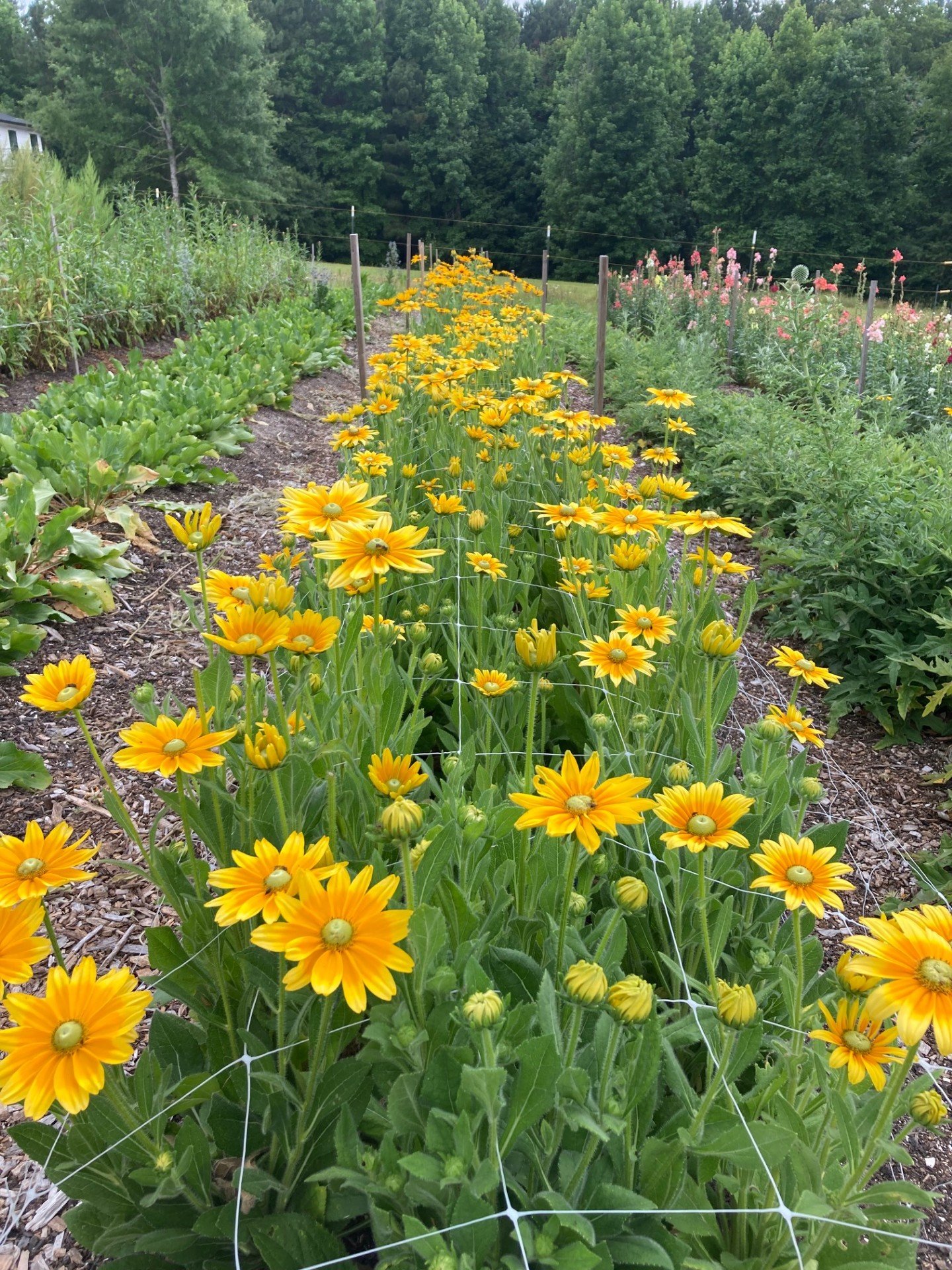 Community Plant Sale and Open House