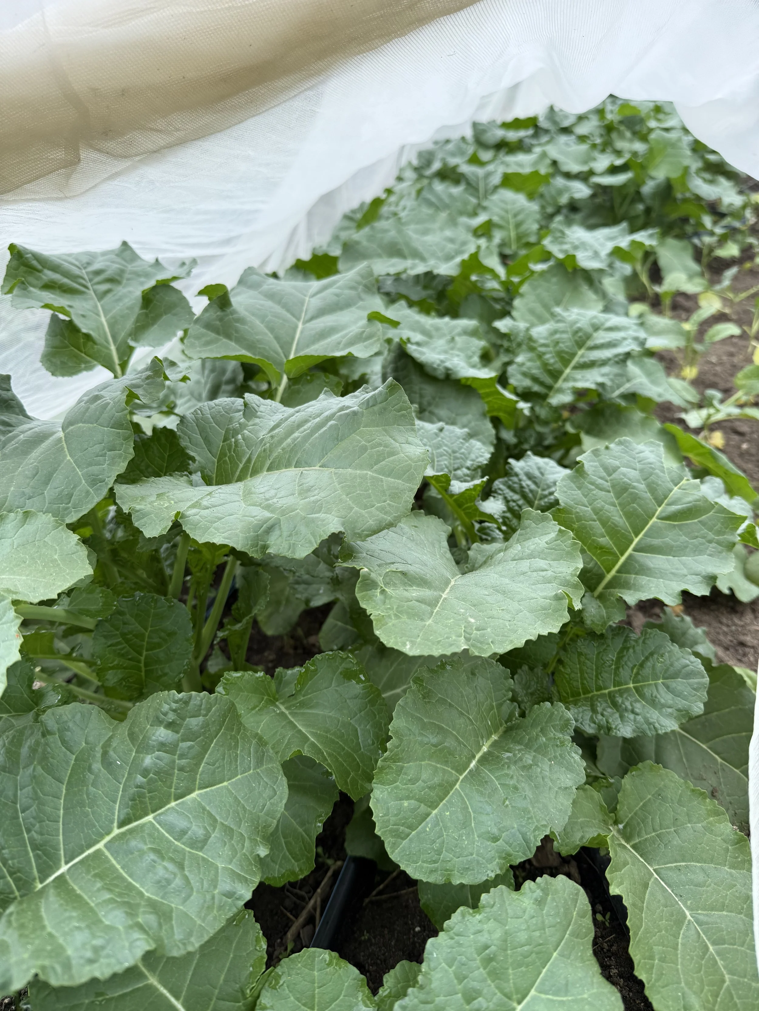 Field Notes: African Indigenous Leafy Vegetables