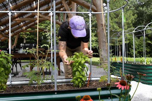 Can You Grow Food Under Solar Panels? 