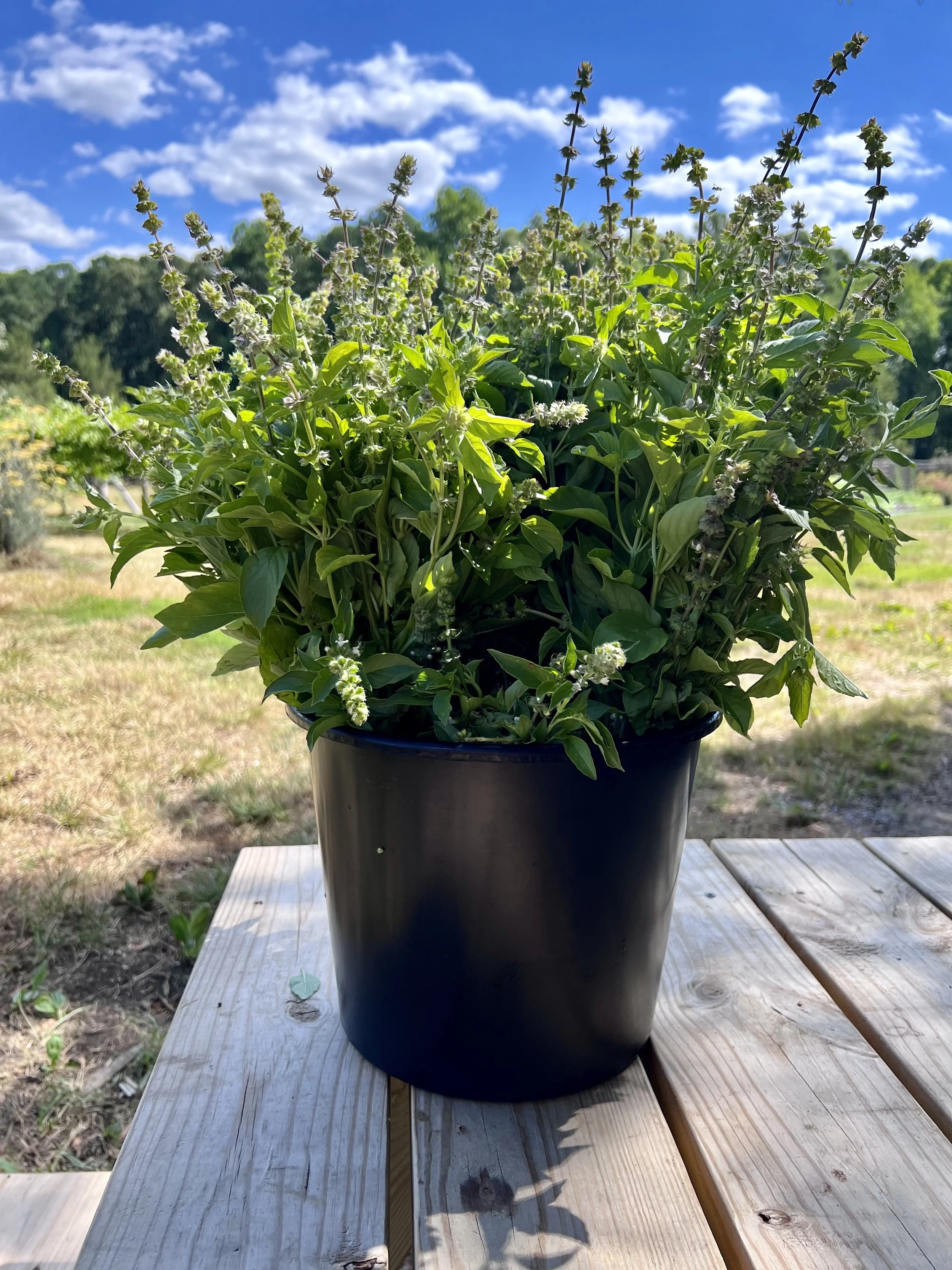 Volunteer Shift: On the Farm 
