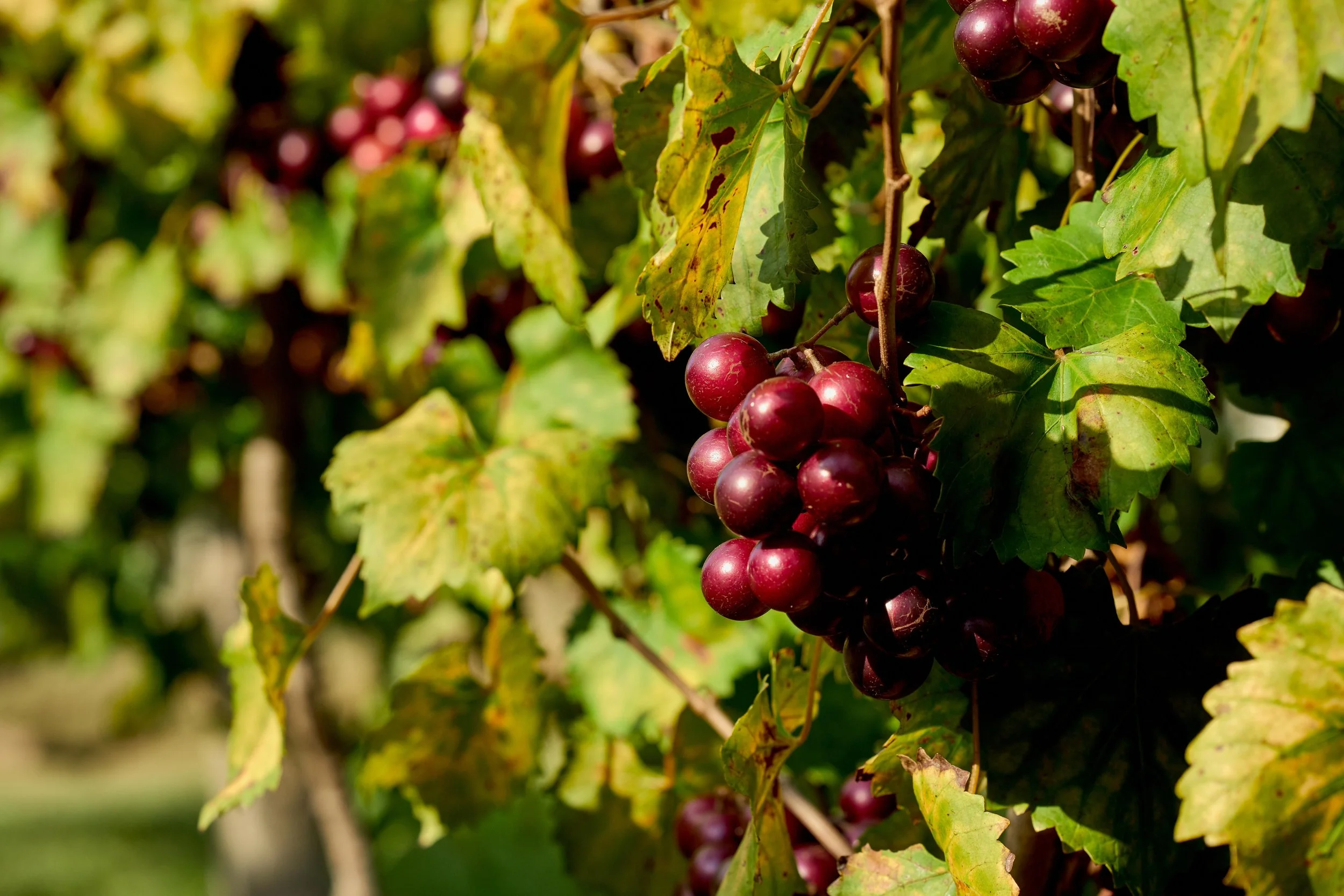 Autumn Farm Tour & Open House