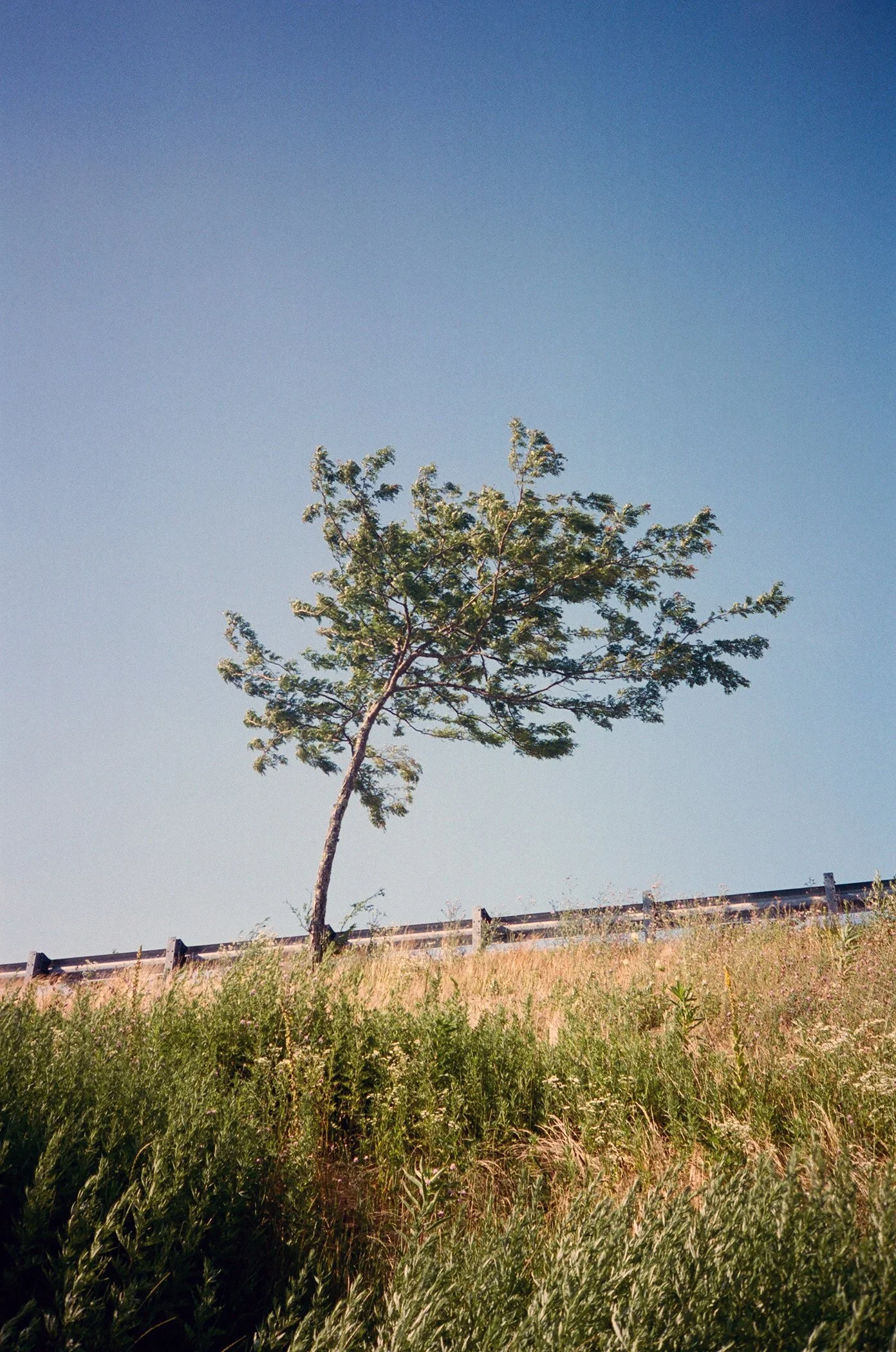 Flowersweb000087210020.jpg