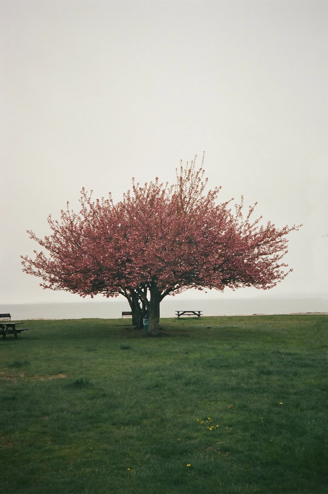 flowerweb19680025.jpg