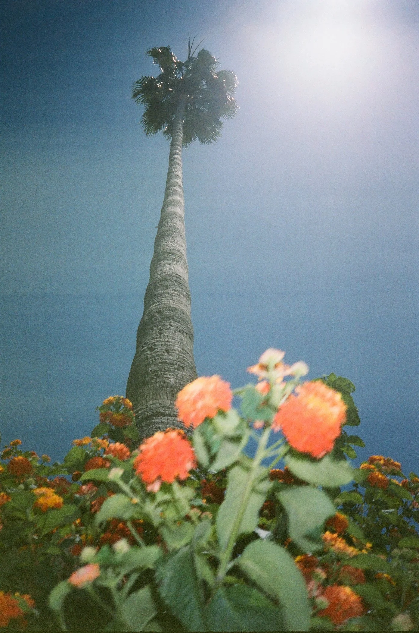 flowerweb000087230028.jpg