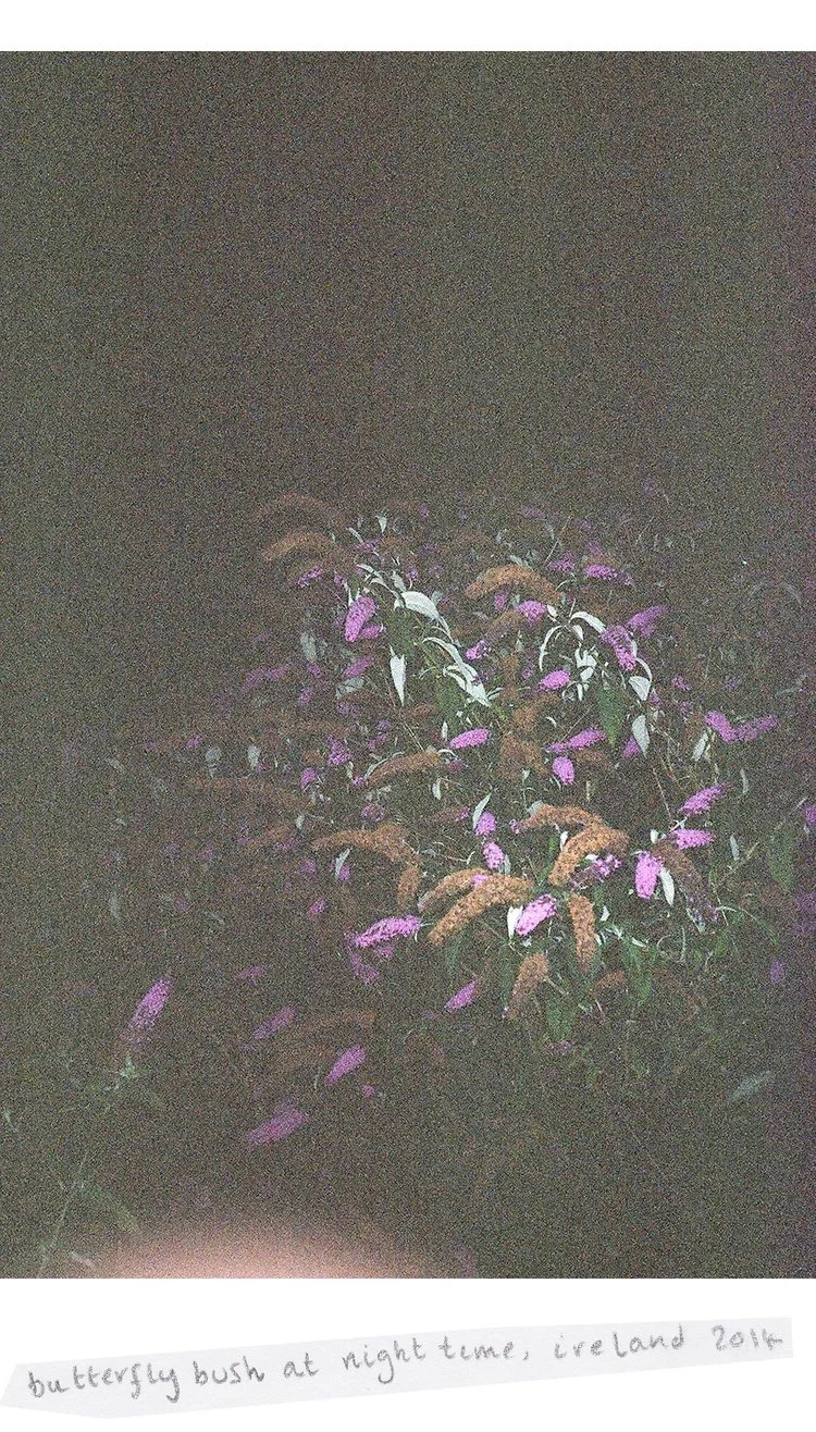 6x988960002frannyweb.jpg