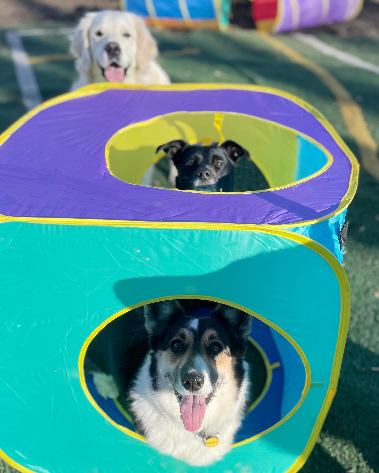 It&rsquo;s giving 90s gym class vibes - when&rsquo;s the book fair ? 🌈🌈📚📚👟👟

&bull;

#iykyk
#thosewerethedays
#asfunasweremembered
#90skid 
#bringitallback 
#doggieplaydate 
#korndogs