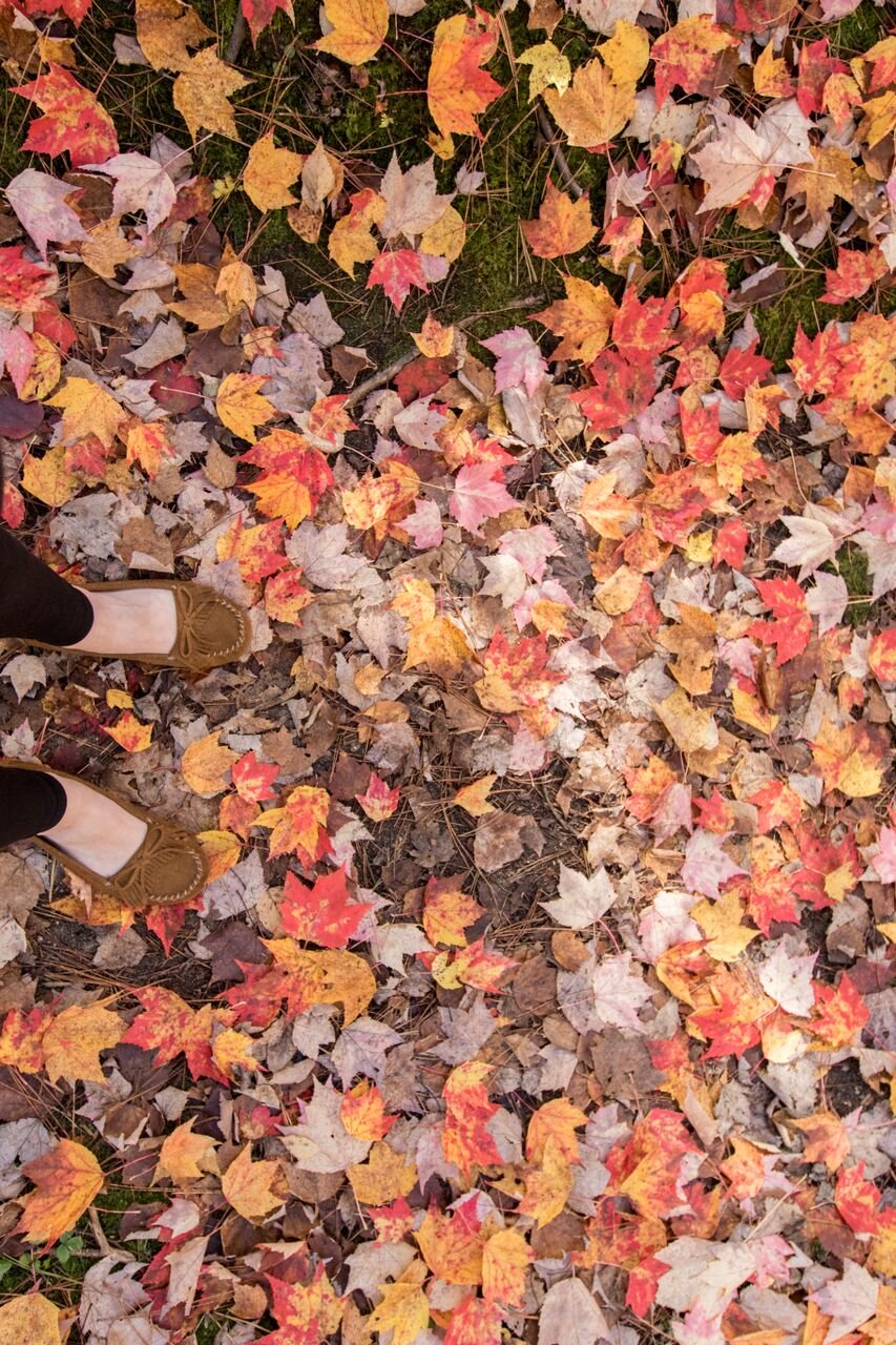 A ground covered with colorful autumn leaves in shades of red, orange, yellow, and brown, with two people wearing tan shoes and black pants standing on the left side of the image.