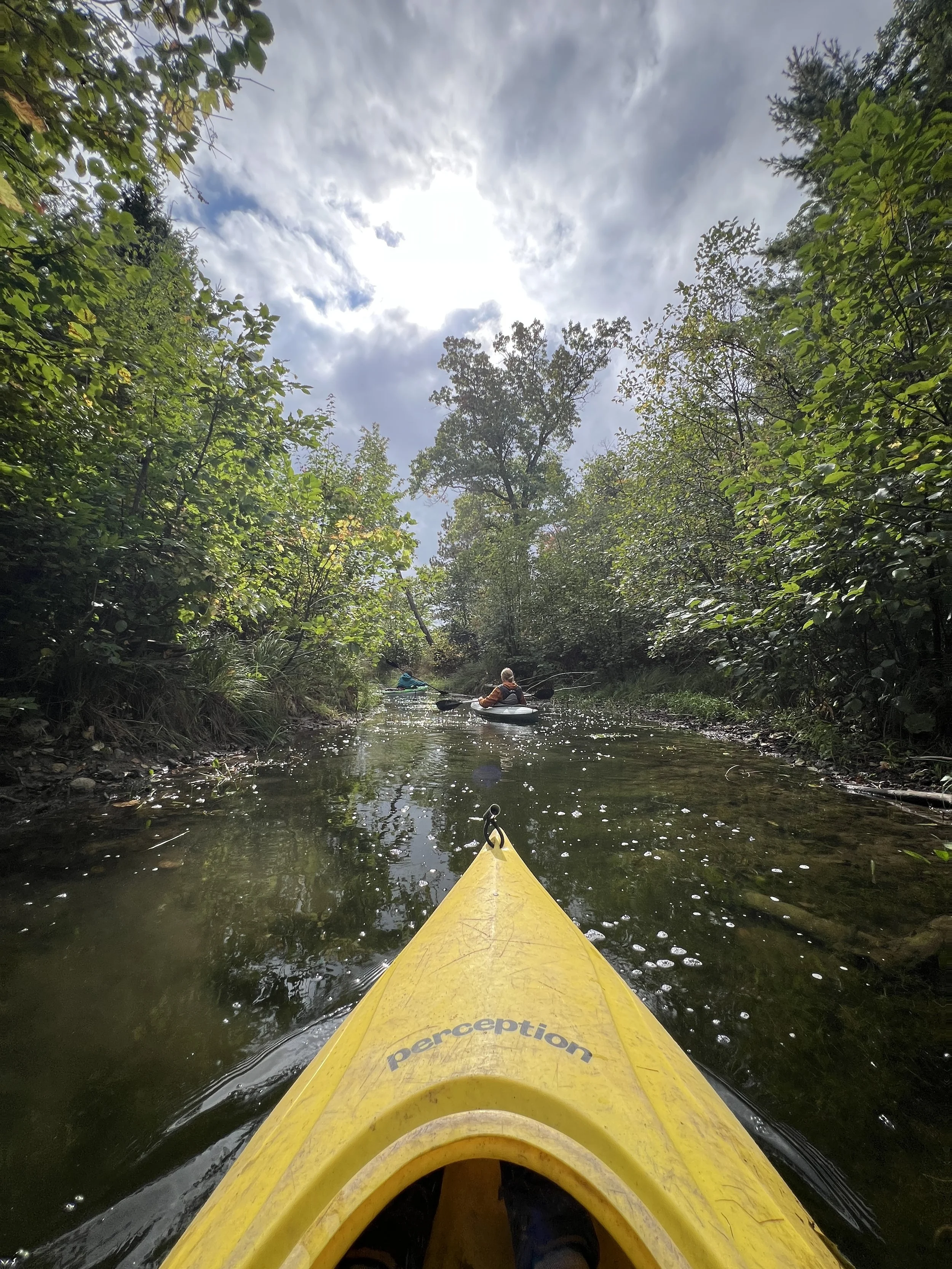 A tree with green and orange leaves, some branches are bare, with a grassy area at the base, set in a forest.