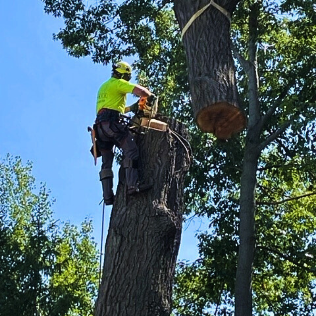 AAW Tree Service | Expert Arborists in Green Bay | Tree Removal & Trimming