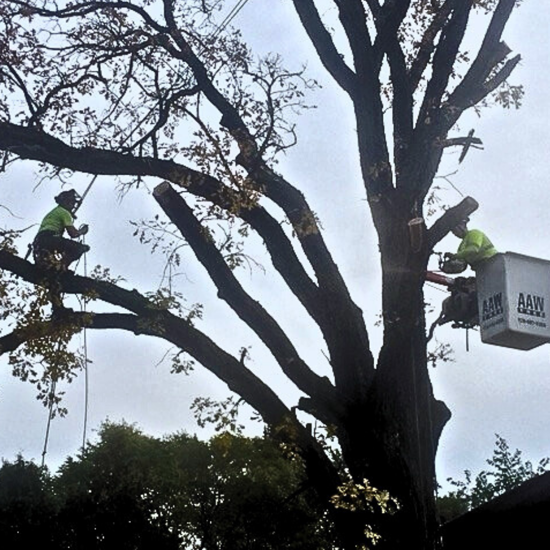 AAW Tree Service | Expert Arborists in Green Bay | Tree Removal & Trimming