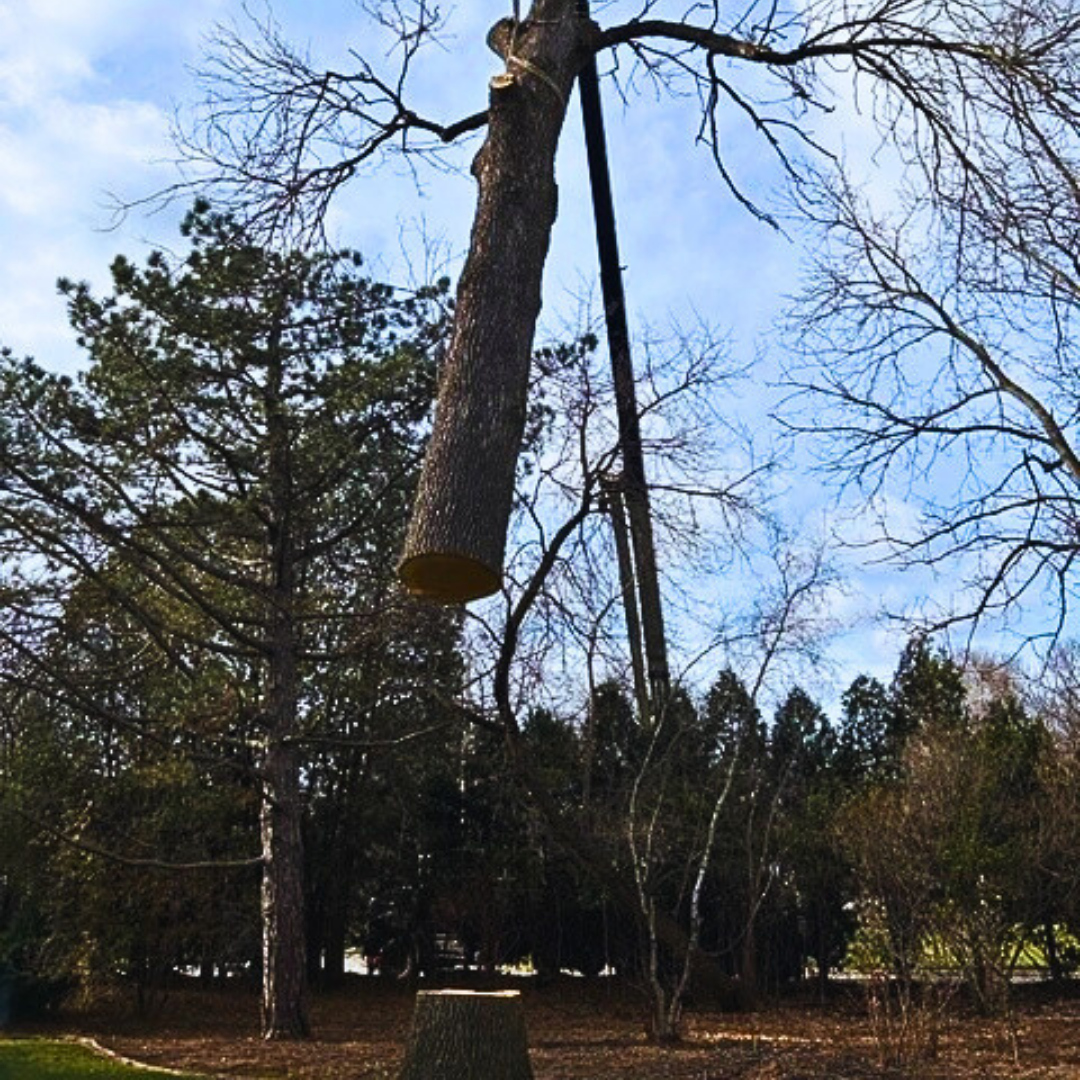 AAW Tree Service | Expert Arborists in Green Bay | Tree Removal & Trimming