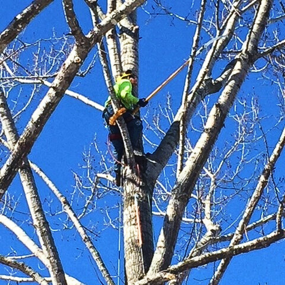 AAW Tree Service Expert Arborists in Green Bay Tree Removal & Trimming