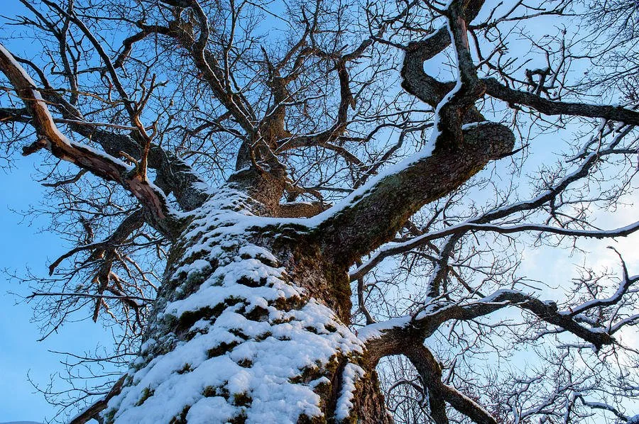 WinterSong 2025