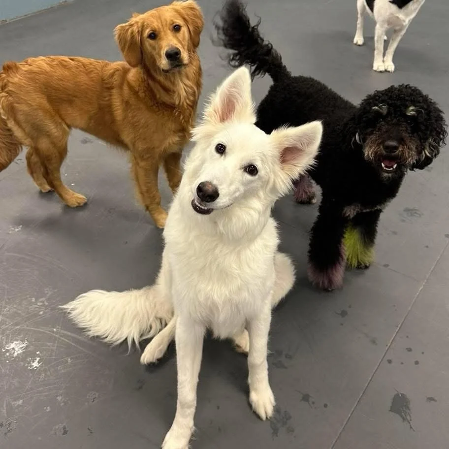 🐾🎉 Sunday Showcase featuring @mydoginc!

Please join us in congratulating My Dog&rsquo;s Care Center on celebrating 20 years of success and service in Butler County! 👏🐶

Since 2006, My Dog&rsquo;s Care Center has provided loving, professional, co