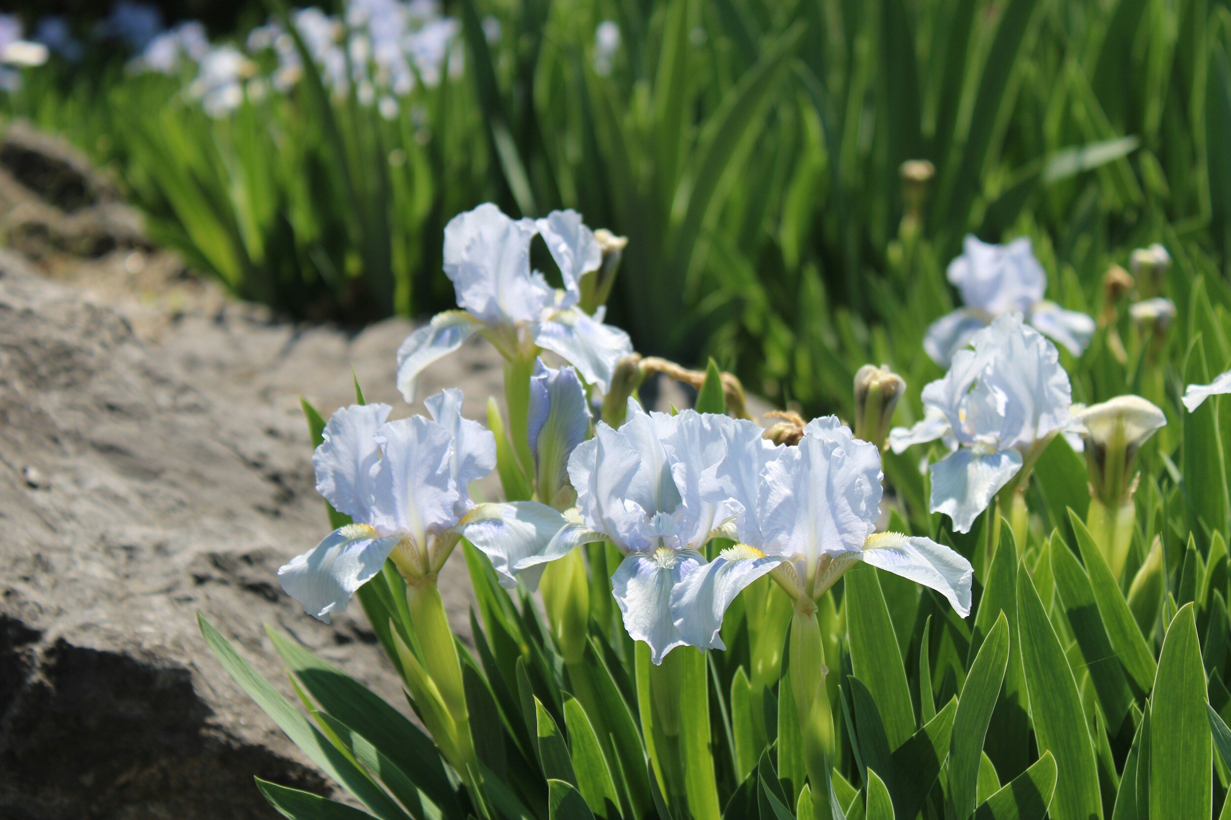 White Cemetery Iris at W.W. Glover Cemetery
