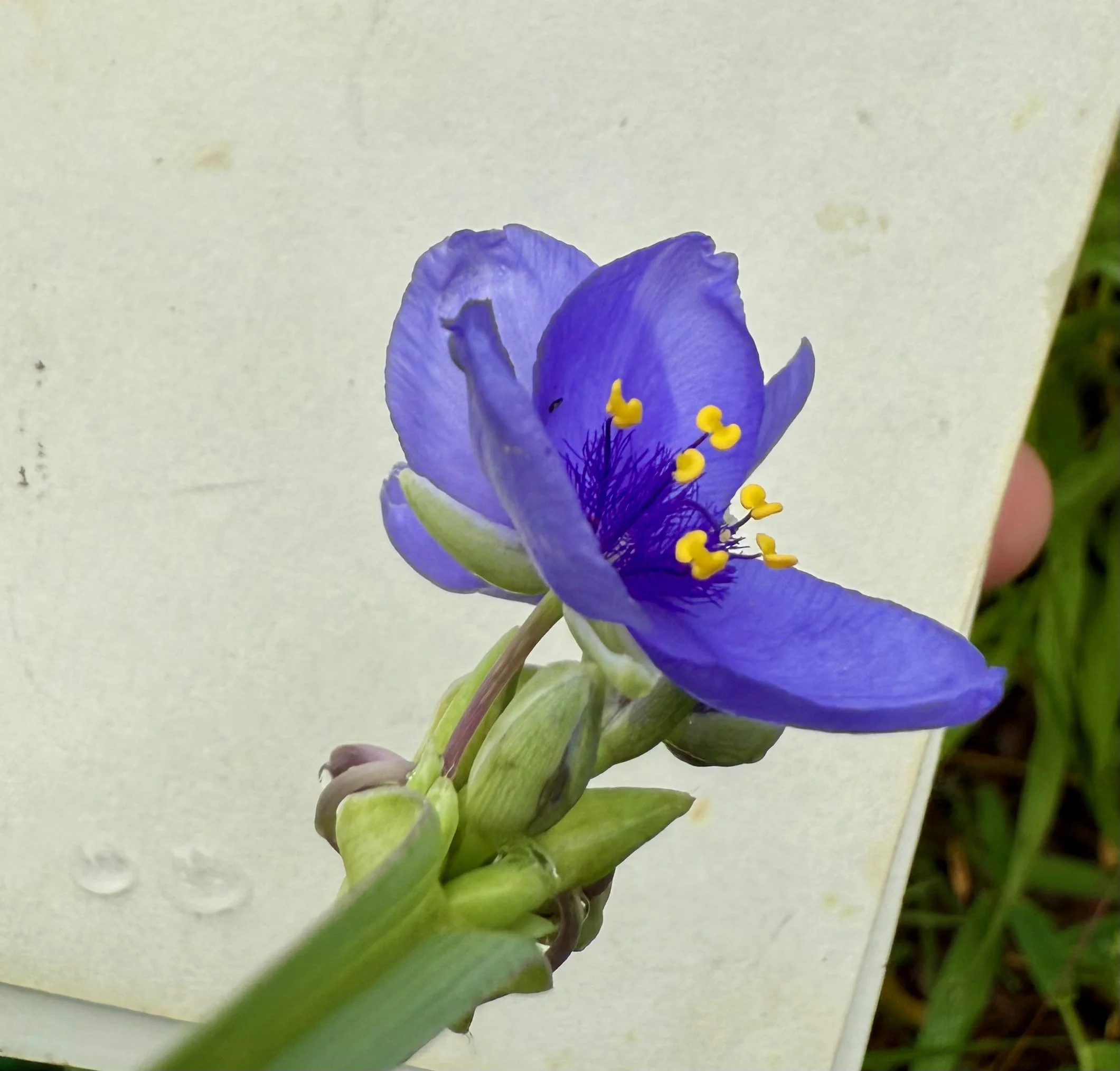 IMG_9203.jpeg