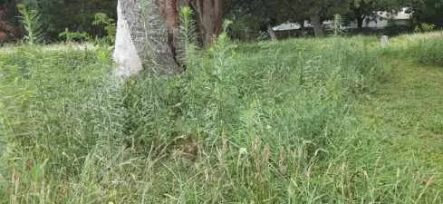 Resized_20250703_131016.jpeg