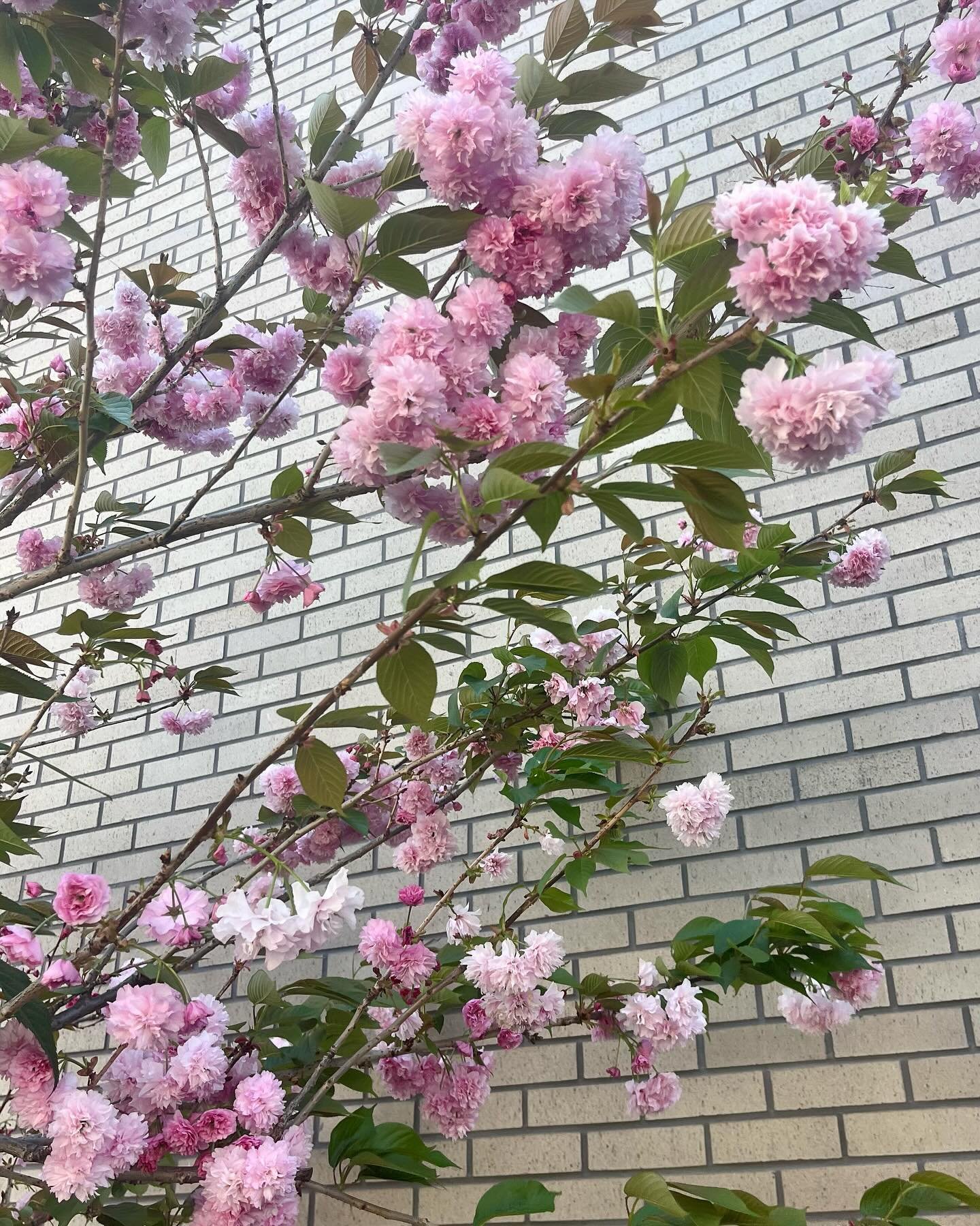 🌸headed off on a little vacay, and booking appointments for june - message me to set up a time! 🌸 classes at @sunporchyoga resume on june 15! 🌸