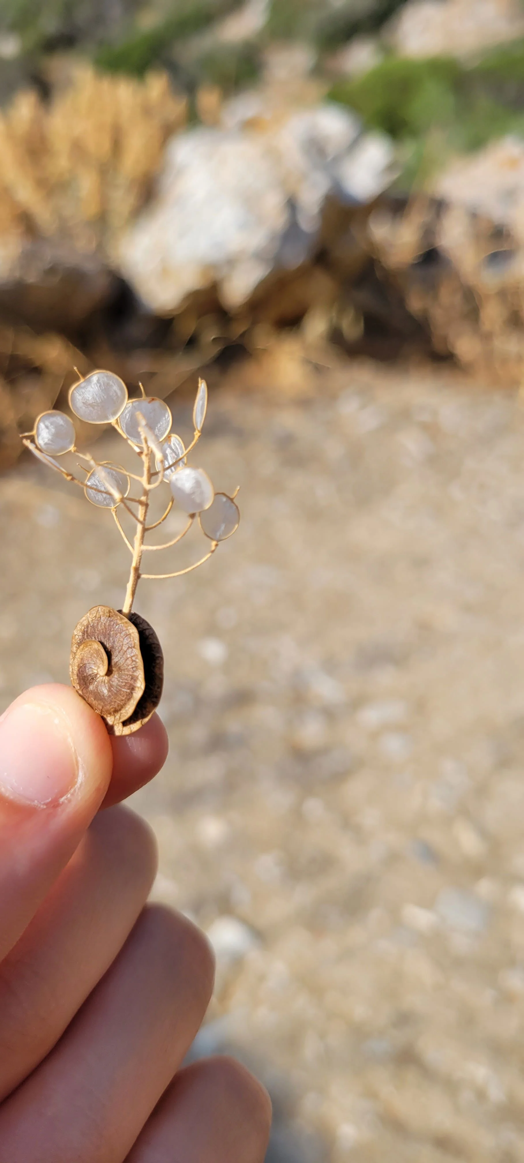 Person holding a small, dried seed pod with tiny, translucent seeds against a blurred outdoor background.
