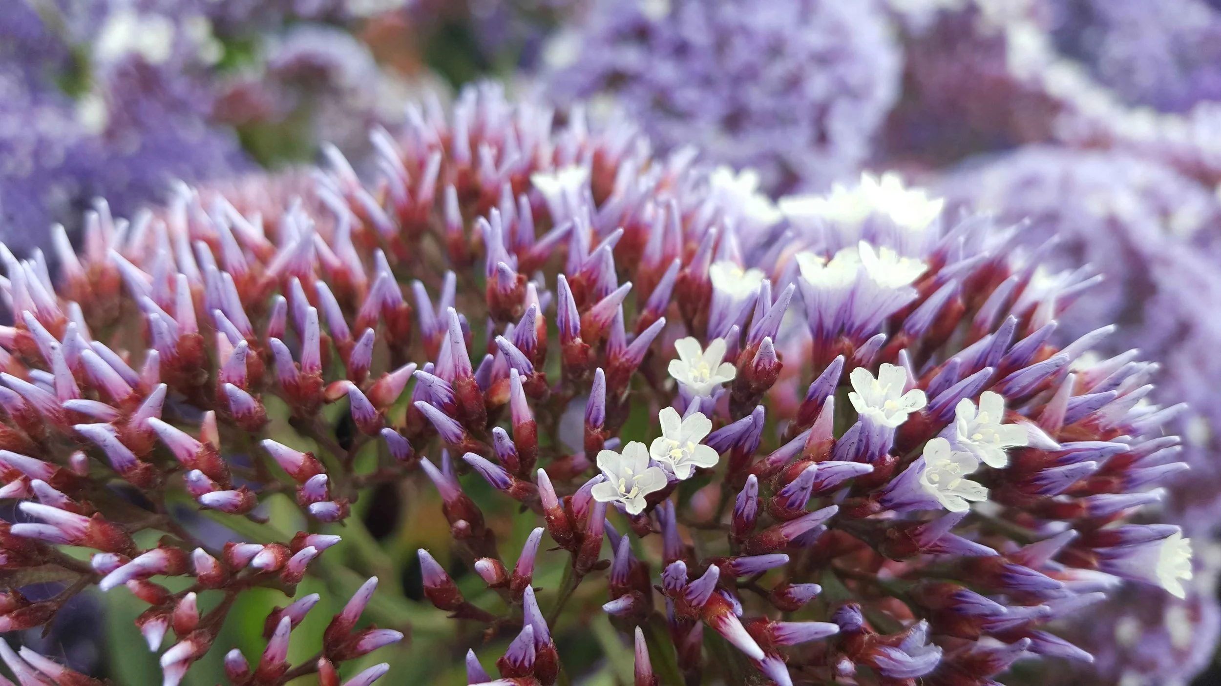 Close-up of purple and white flowering plant with some tiny white flowers in the foreground.