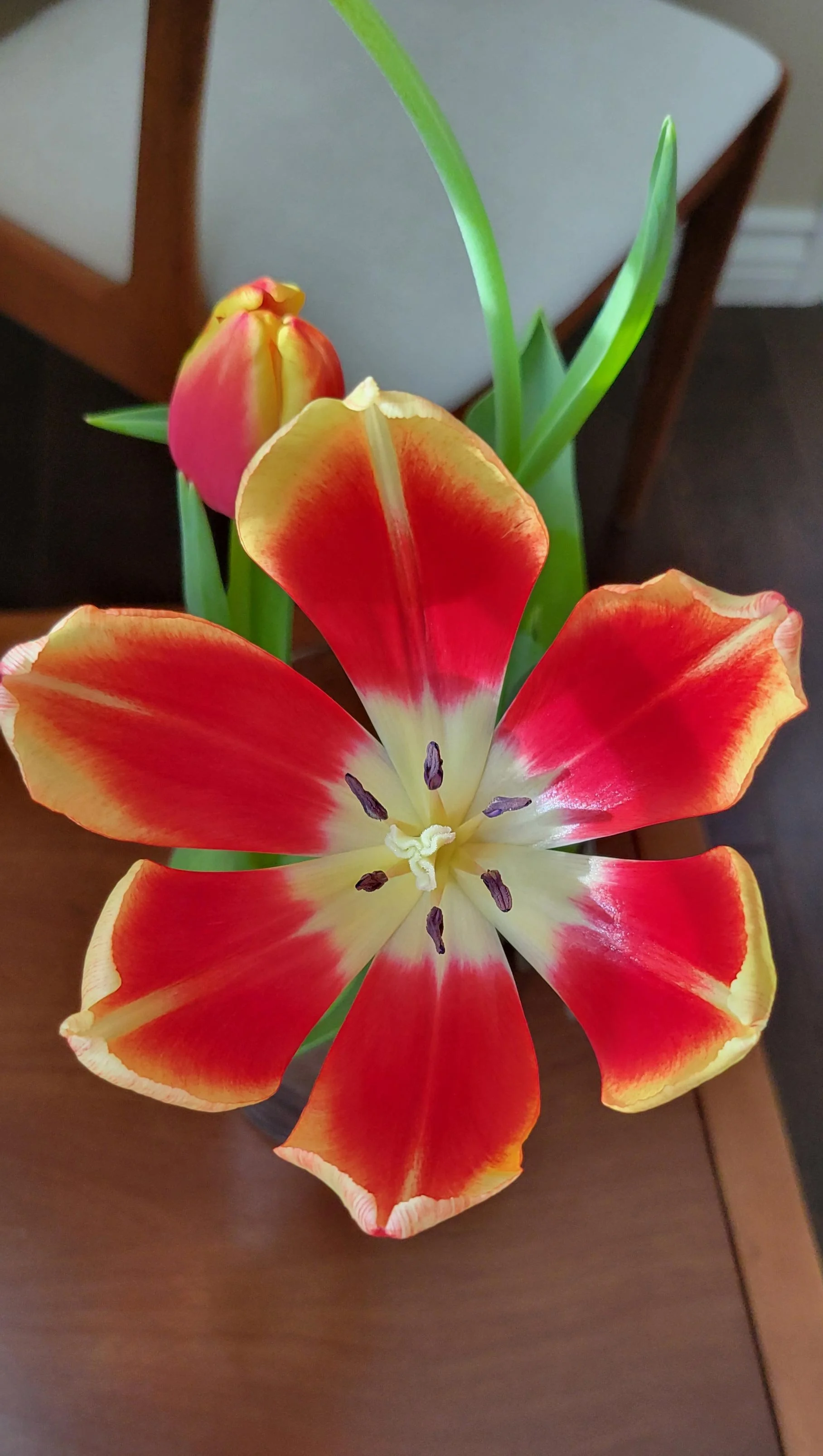 Close-up image of a colorful tulip flower with red, yellow, and white petals, set on a dark wooden surface with a blurred background.