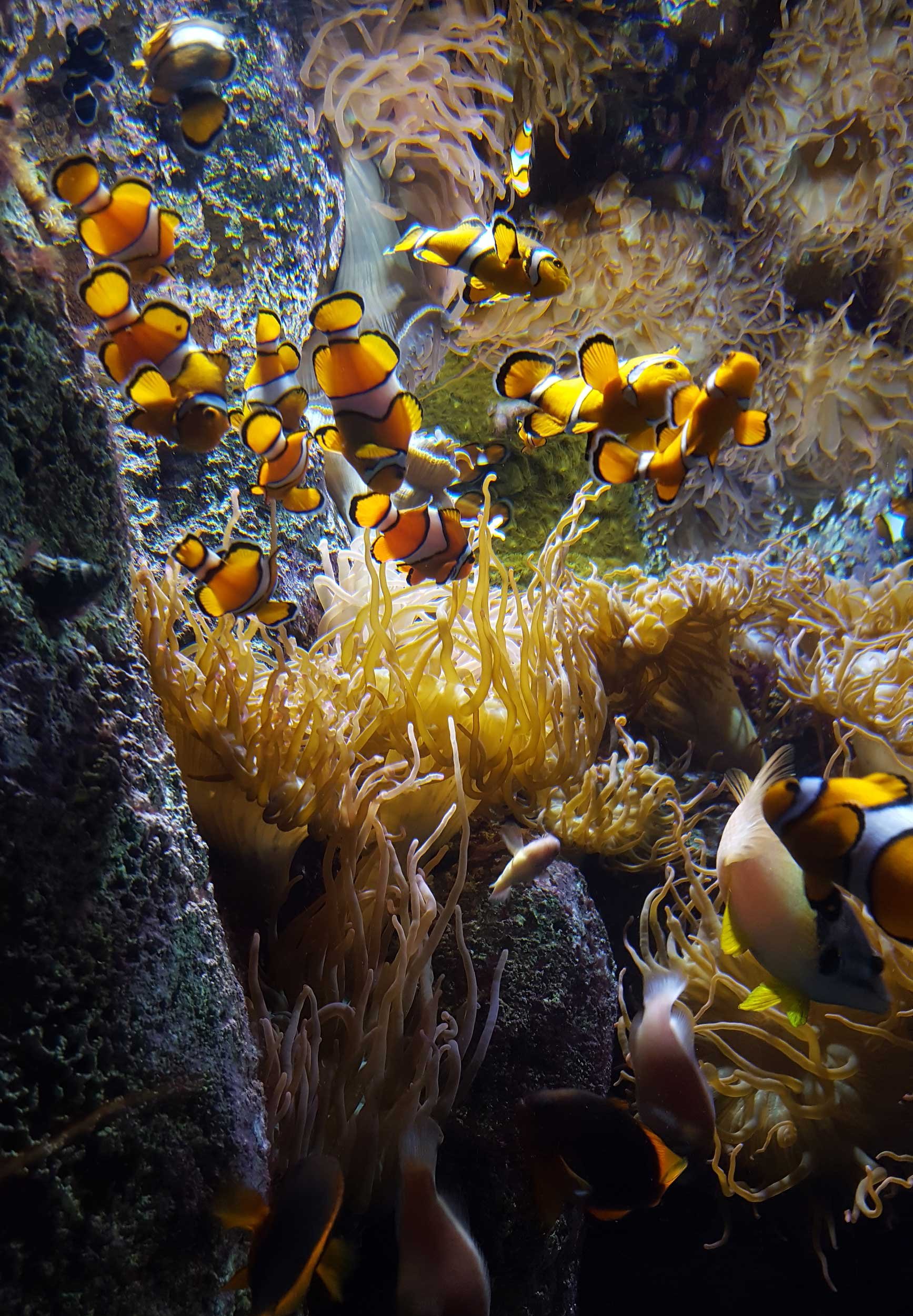 Underwater scene featuring a large group of orange and white clownfish swimming among sea anemones on a coral reef.