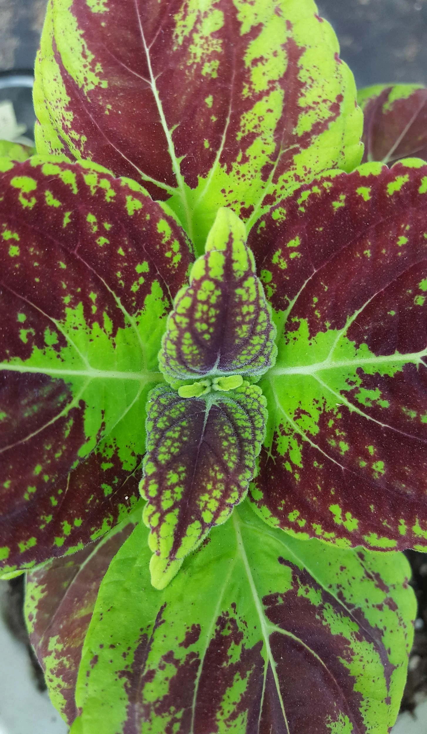 Colorful plant with large leaves featuring reddish-purple and bright green mottled patterns.